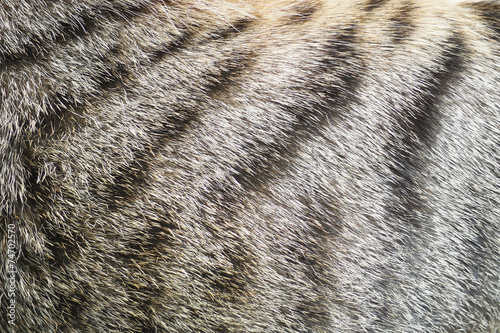 Close-up of tabby cat fur texture background