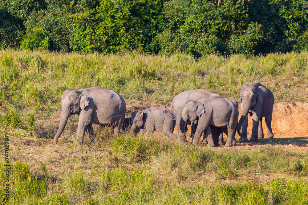 Big group of Wild Elephant walking in the field in nature a Big group of Wild Elephant walking in the field in nature a