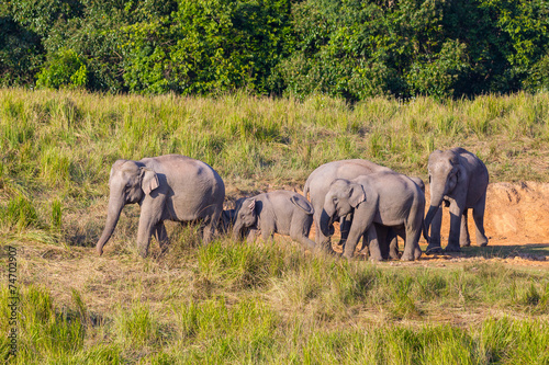 Photography Big group of  Wild Elephant walking in the field in nature a