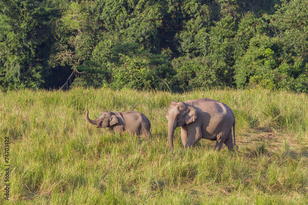Fototapeta premium Couple of mother and son of Wild Elephant walking in the field