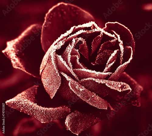 Red Rose under hoar-frost