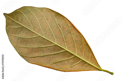 Jack Fruit leaves