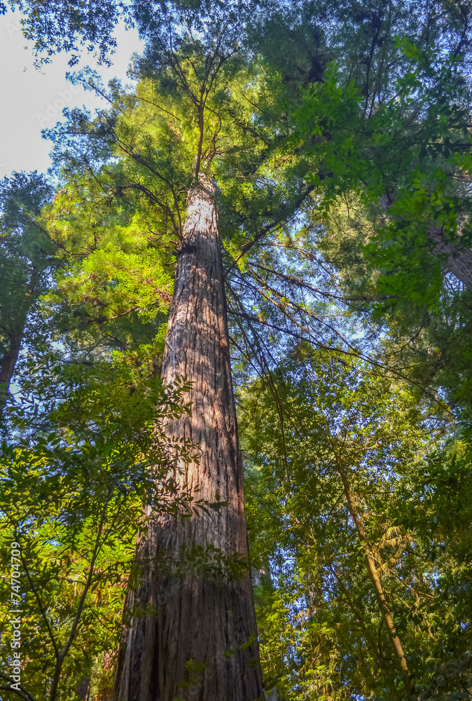Fototapeta premium Giant redwood trees in Redwood national park, California