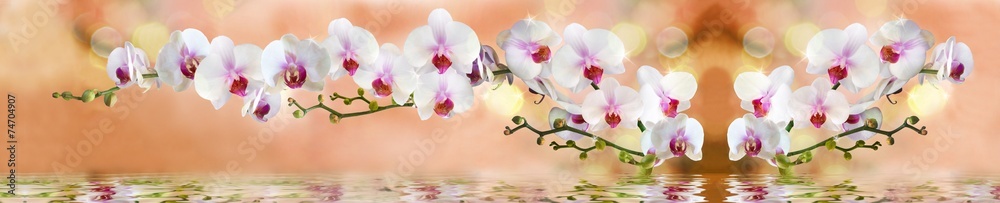 орхидеи в воде на светло бежевом фоне - obrazy, fototapety, plakaty 