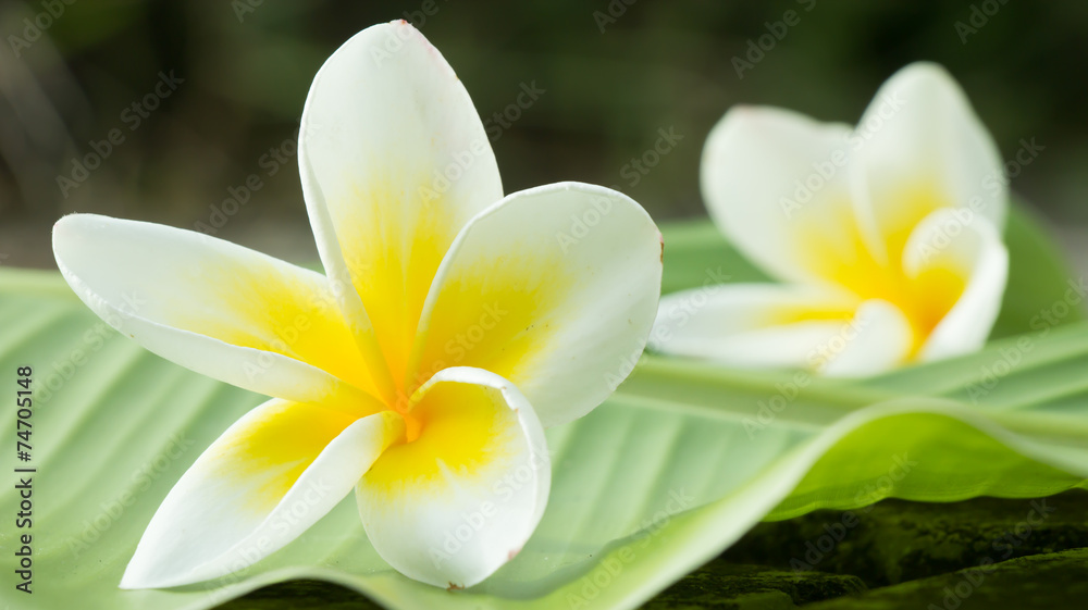 plumeria plumeria