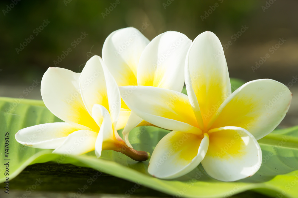 plumeria plumeria
