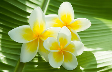 Keuken achterwand Frangipani Sierlijke plumeria in tropische sfeer  © worawut2524