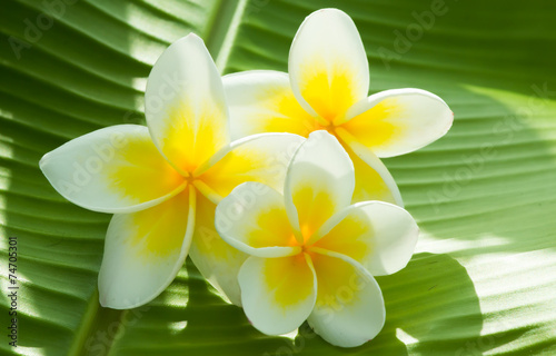Plumeria