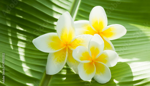 Plumeria