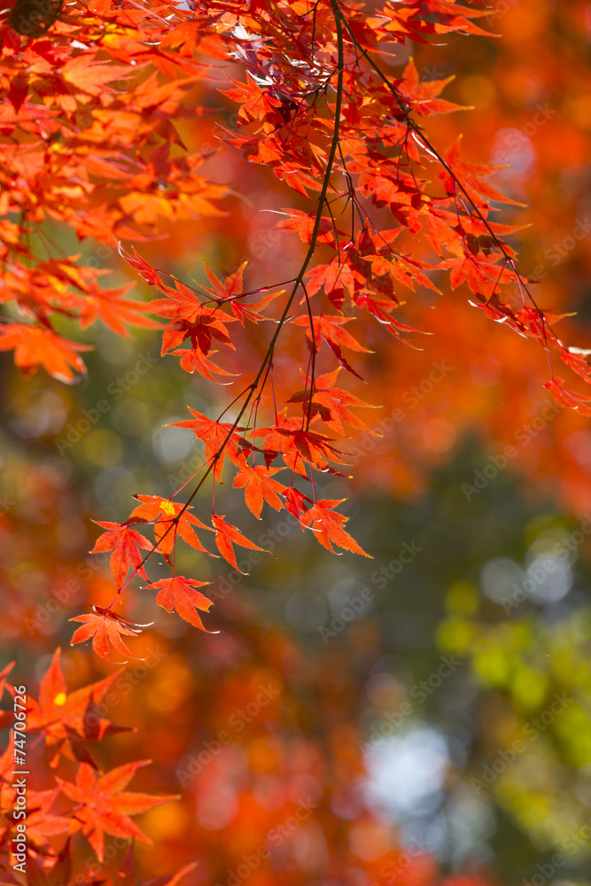 六義園の紅葉 六義園の紅葉