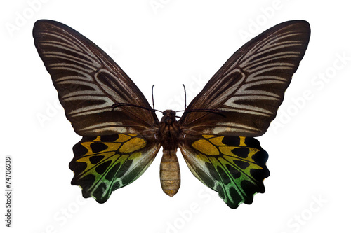 Butterfly, isolated on a white background