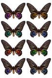 Set of butterflies, isolated on a white background