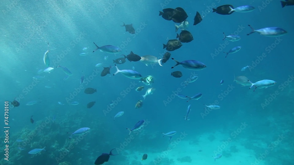 Fish swimming through sun beams of the Red Sea Fish swimming through sun beams of the Red Sea