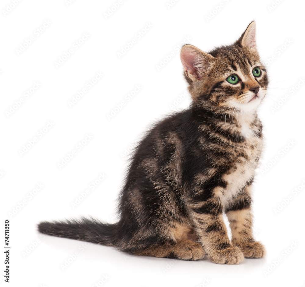 Obraz premium Cute kitten