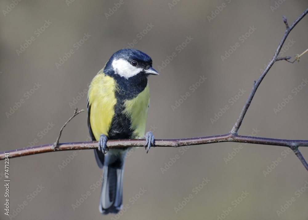 Obraz premium Great tit, Parus major