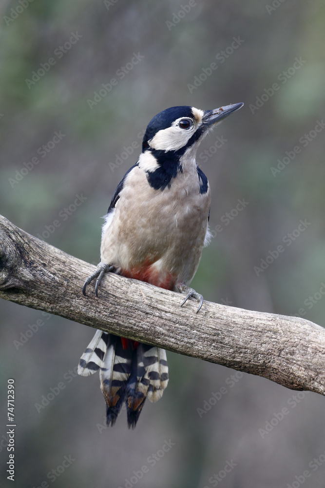 Great-spotted woodpecker, Dendrocopos major Great-spotted woodpecker, Dendrocopos major