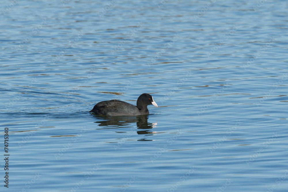 Focha Común. Fulica atra. Lagunas Villafáfila, Zamora. Focha Común. Fulica atra. Lagunas Villafáfila, Zamora.