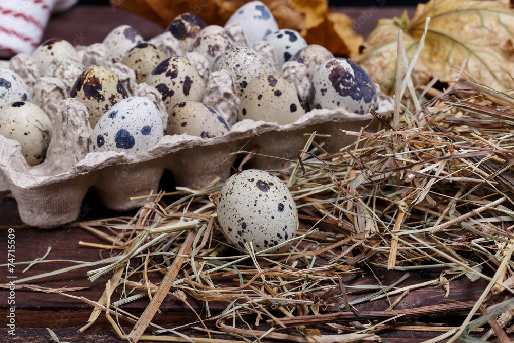 Obraz premium quail eggs