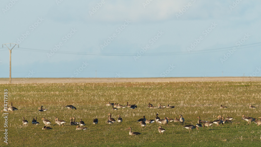 Fototapeta premium Ánsares Comunes. Anser anser. Lagunas de Villafáfila, Zamora.