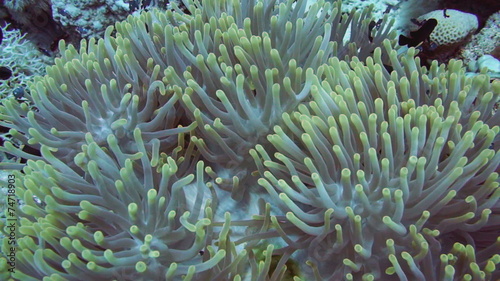 Clownfish and anemone on a tropical coral reef photo