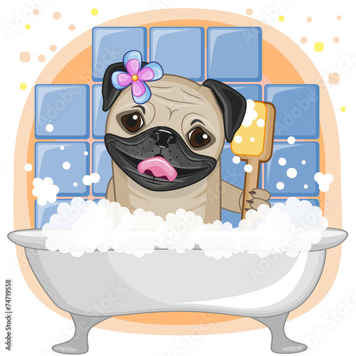 Cute Pug Dog