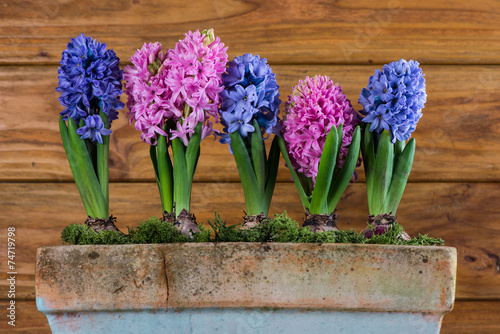 group of Hyacinth over wooden background