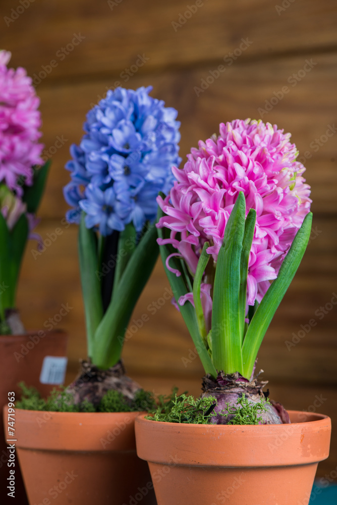 Group of fresh bulb spring flowers in ceramic pot