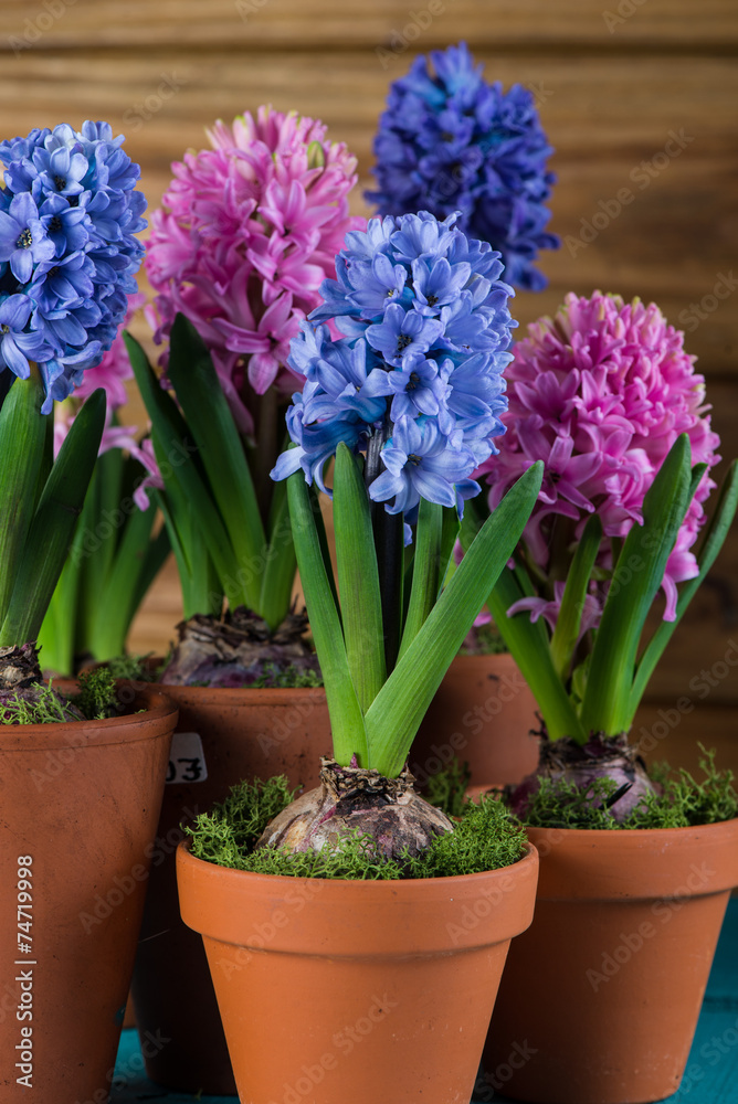 Group of fresh bulb spring flowers in ceramic pot