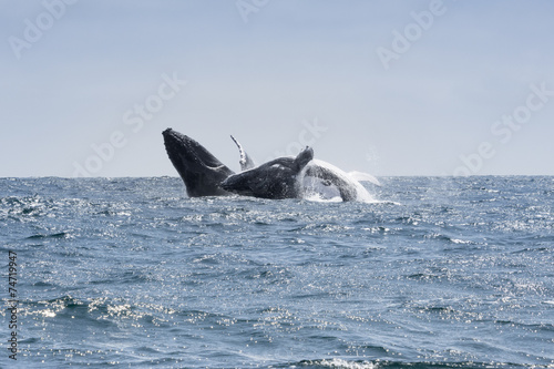 Two Humpback Whales jumping in Puerto Lopez, Ecuador