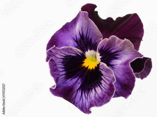 Fototapeta Naklejka Na Ścianę i Meble -  紫の三色菫