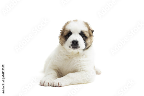 lovely Caucasian Shepherd puppy on a white background isolated
