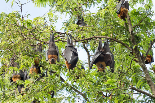 giant fruit bat on tree