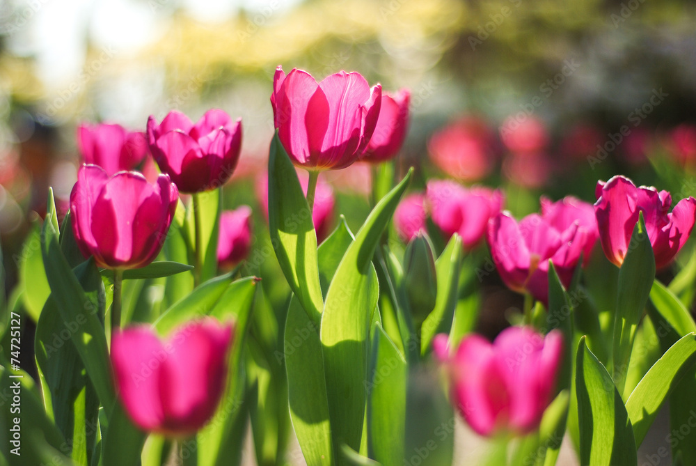 Pink tulips