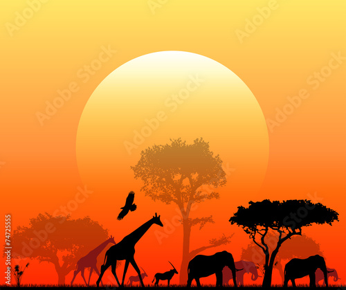 sole  savana  animali  elefanti  giraffe  skyline  penombra