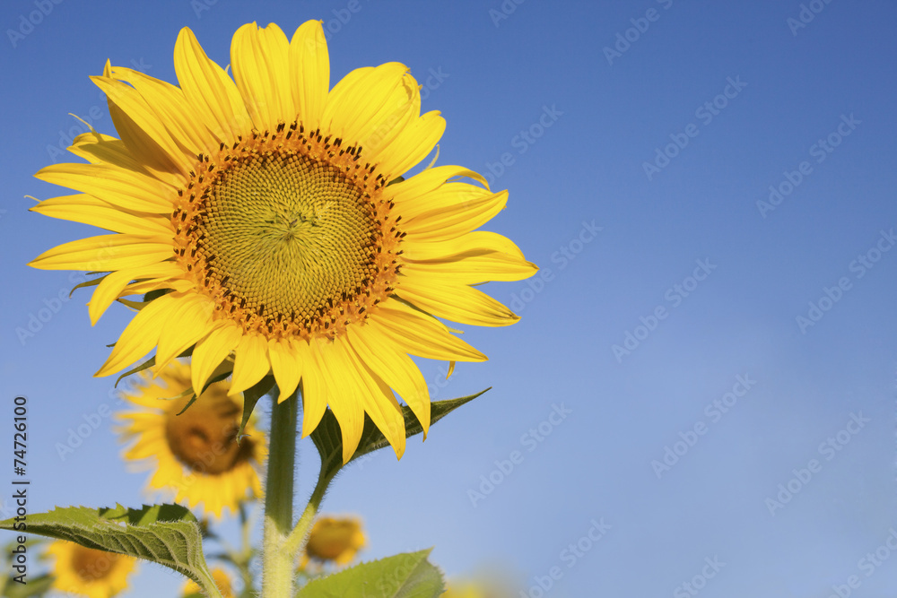 close up of beautful yellow sunflowers petal against clear blue close up of beautful yellow sunflowers petal against clear blue