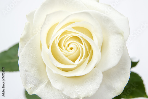 White rose with dew drops closeup