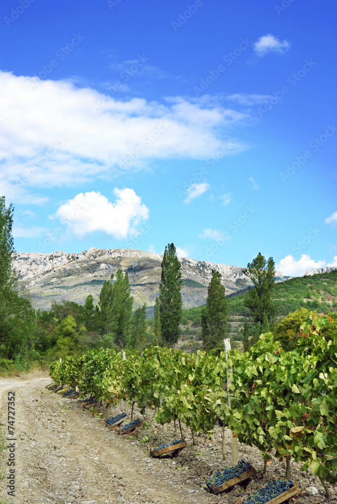 Obraz premium Full wooden boxes with grape bunches