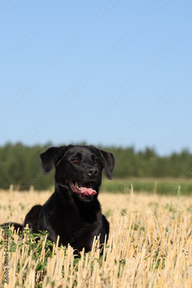Schwarzer Hund im Feld Schwarzer Hund im Feld