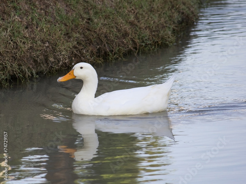 Fototapeta Naklejka Na Ścianę i Meble -  white duck in the water