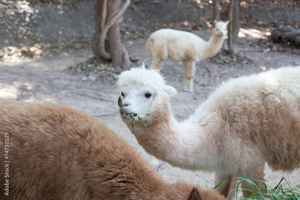 Portrait of Fluffy young Alpaca (Vicugna pacos) Portrait of Fluffy young Alpaca (Vicugna pacos)