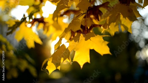 Wallpaper Mural Maple leaves in autumn Torontodigital.ca