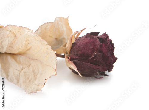 Fotografie rose sechée