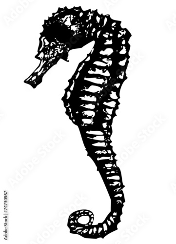 seepferd, seahorse