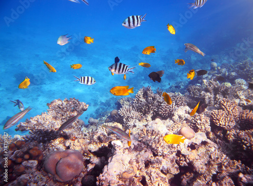 Fototapeta Naklejka Na Ścianę i Meble -  Coral and fish in the Red Sea