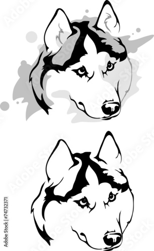 sly glance dog breed Siberian Husky