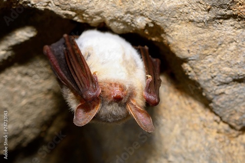 Greater mouse-eared bat ( Myotis myotis)