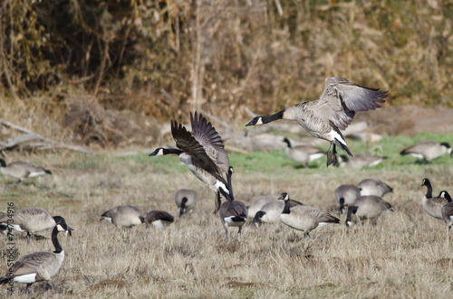 Canada Geese Landing in an Autumn Field © rck