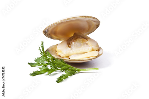 Fényképezés clams isolated on white background