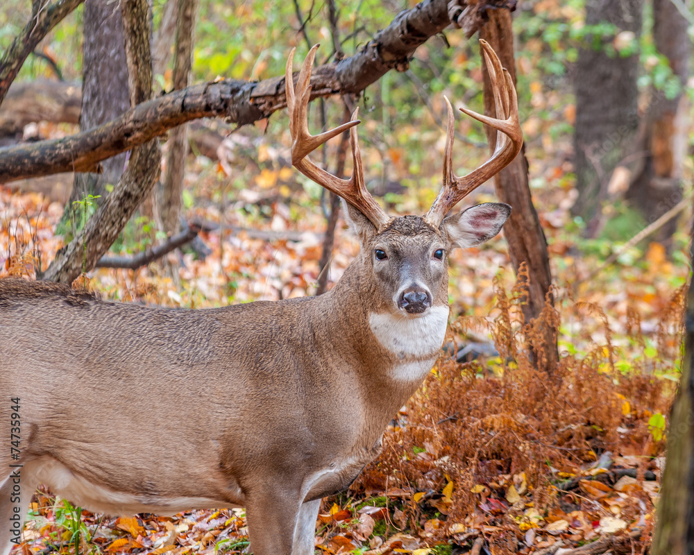 Obraz premium Whitetail Deer Buck