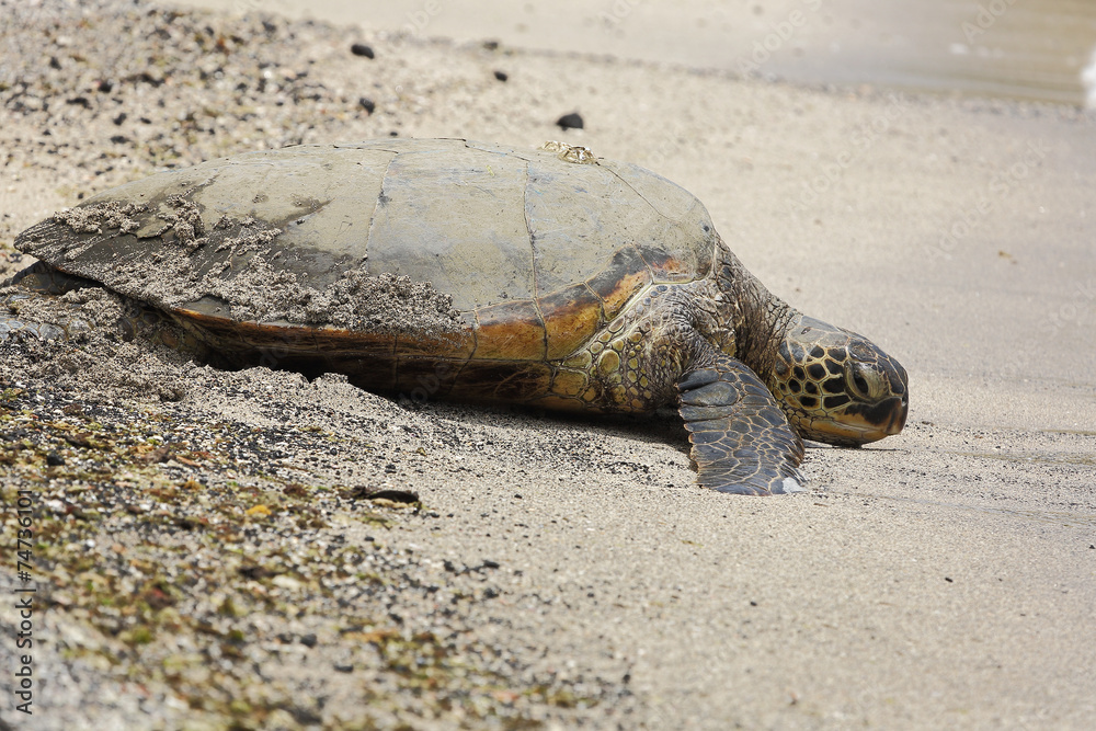 Obraz premium Beautiful endangered green sea turtle